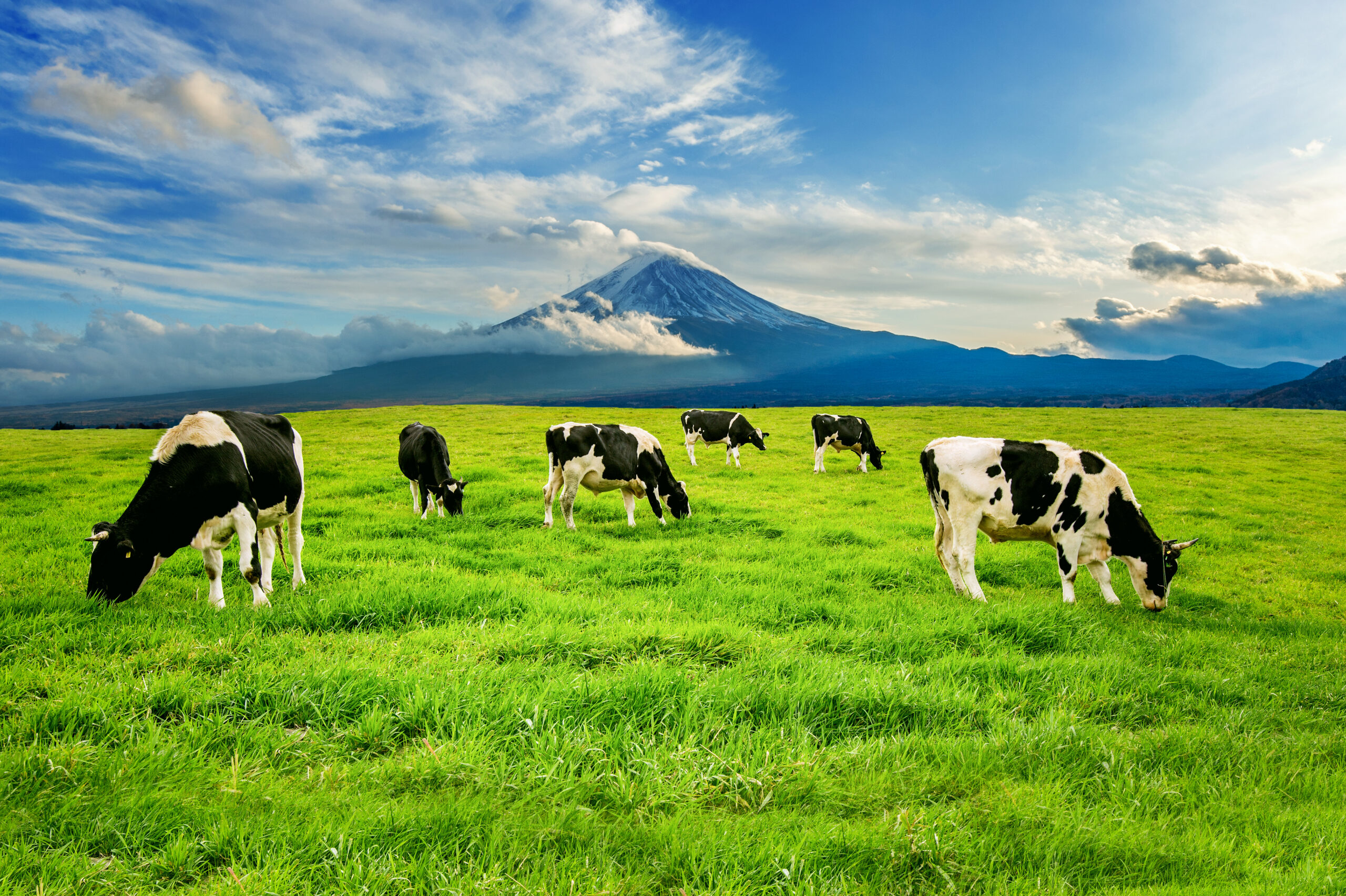 cows eating lush grass on the green field in front of fuji mount